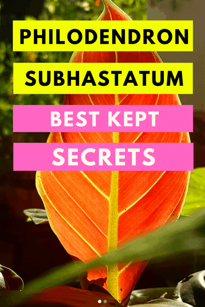 Philodendron Subhastatum Care Tips That Work Wonders 1