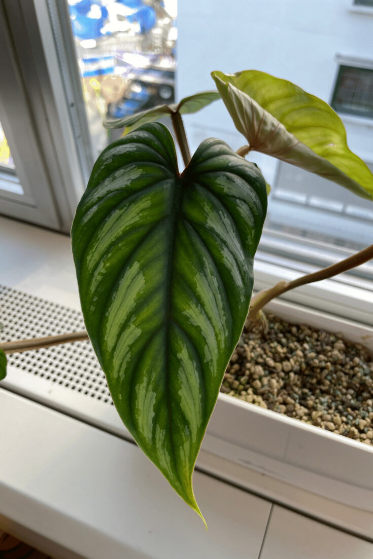 Philodendron mamei has silvery blotches on the adaxial leaf side