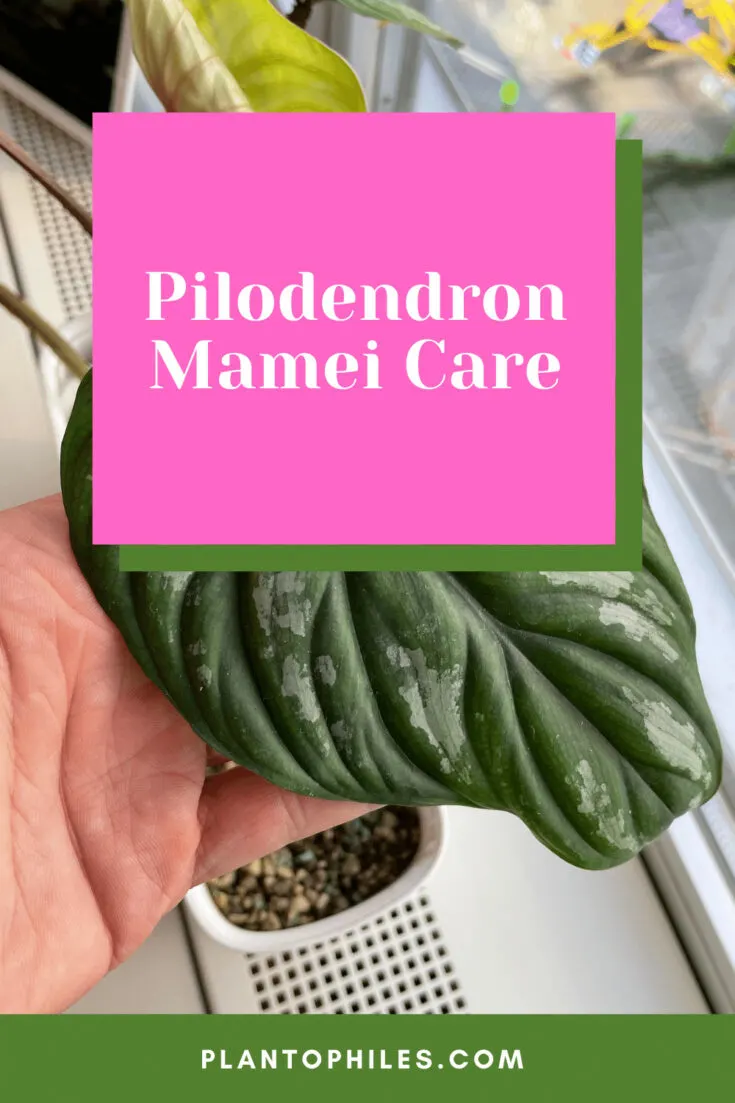 Pilodendron mamei Care