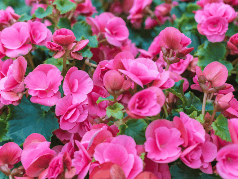 Elatior Begonia Care Tips From A To Z