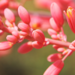 Red Yucca Plant Care