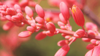 Red Yucca Plant Care