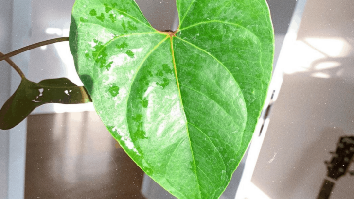 Anthurium Salgarense Care Tips that Everyone Should be Using