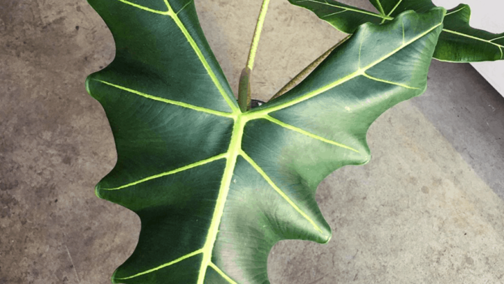 Alocasia Sarian Care – Things You are Missing