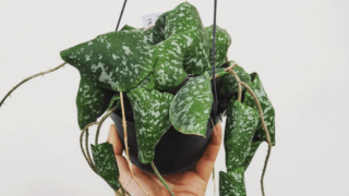 Hoya Imbricata Plant Care