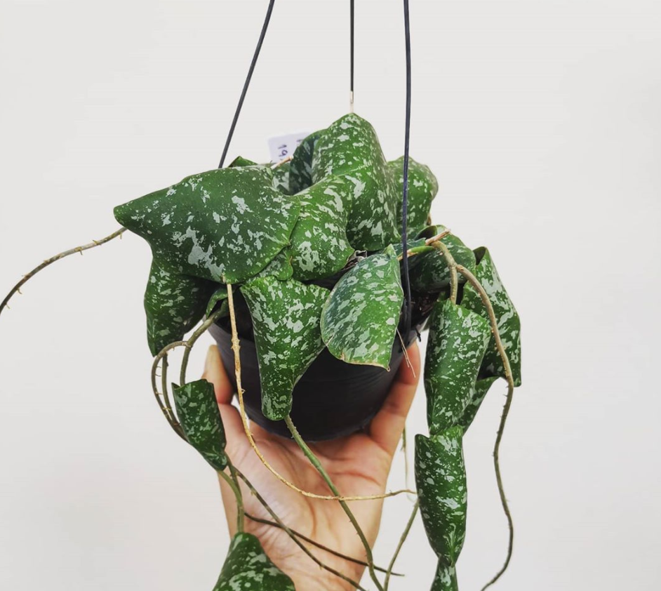Hoya Imbricata Plant Care