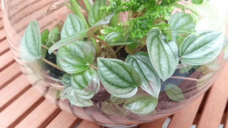 Ivy Peperomia Care &ndash; Here&rsquo;s What&rsquo;s Important