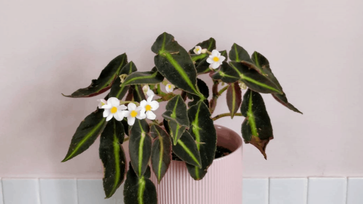 Begonia Listada Plant Care Best Practices