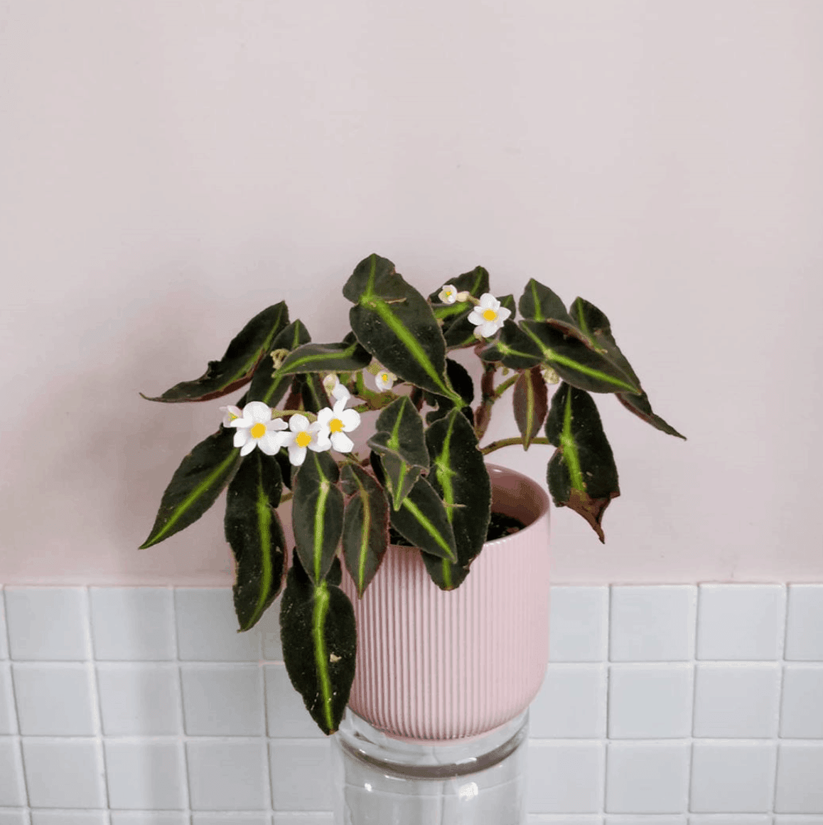Begonia Listada Plant Care