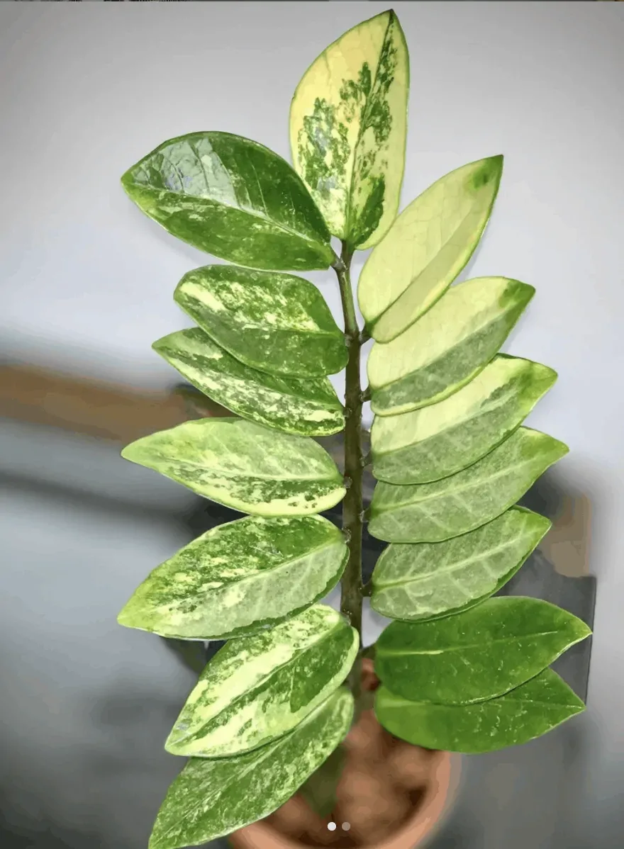 Variegated Zz Plant Care Tips That Actually Work Plantophiles