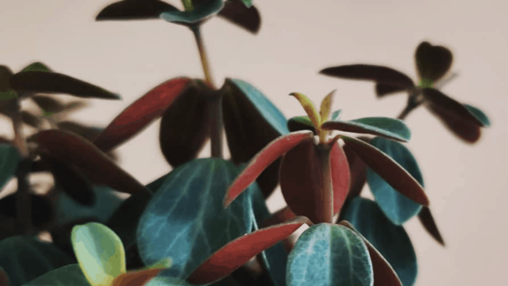 Peperomia Verticillata Care – Mistakes To Avoid