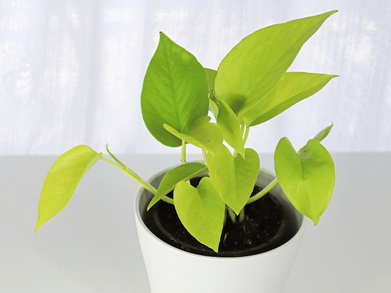 Use well-draining soil with air pockets to grow Epipremnum aureum 'Neon'.
