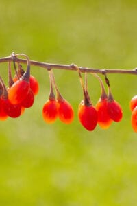 Water a Goji Berry Plant daily when growing outside