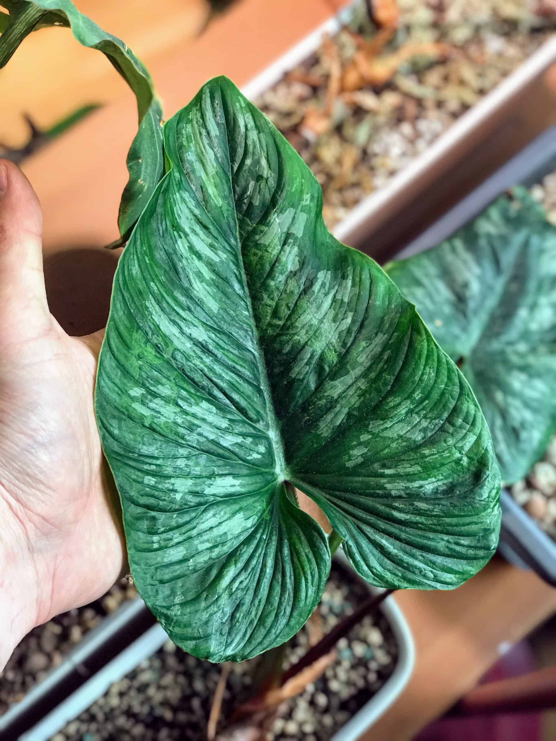Philodendron Mamei Care – A Complete Guide