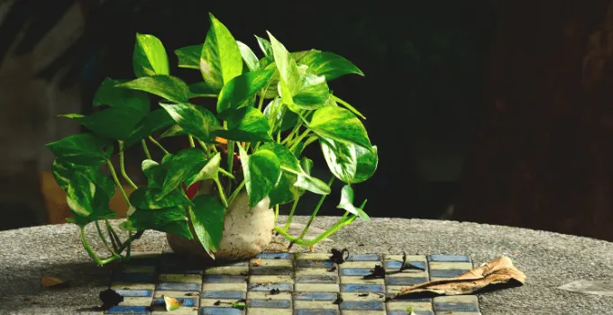 Golden Pothos