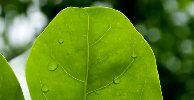 Heartleaf Philodendron