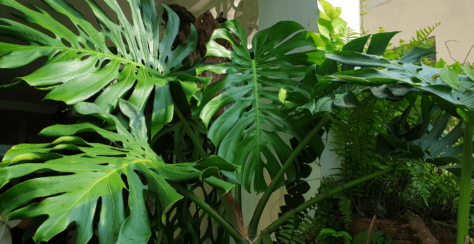 Monstera Deliciosa