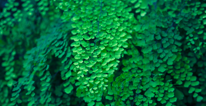 Maidenhair Fern