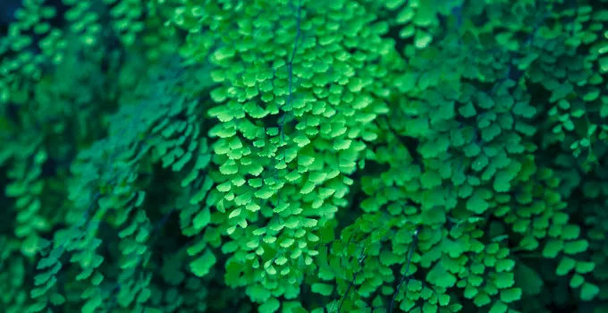 Maidenhair Fern