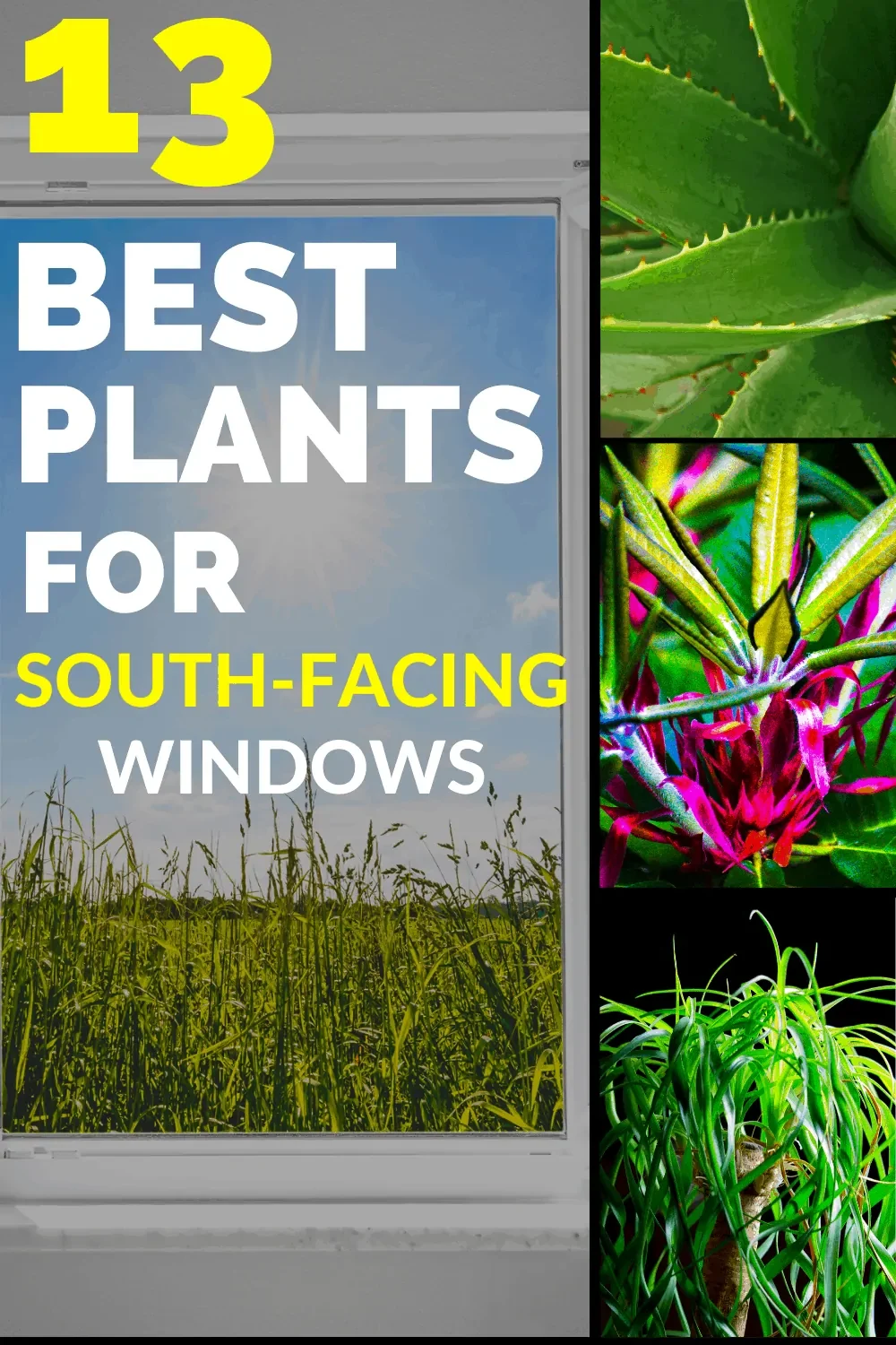 13 Best Plants for South-Facing Windows