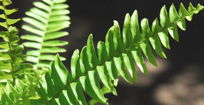 Boston Fern