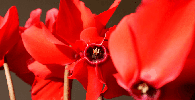 Cyclamen