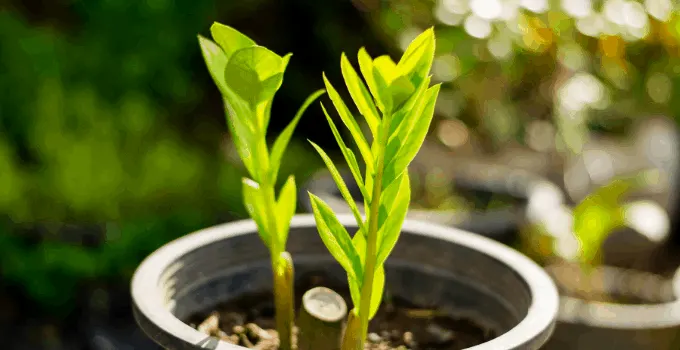 Zamioculcas Zamiifolia (ZZ Top)