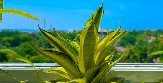 Snake Plant Sansevieria