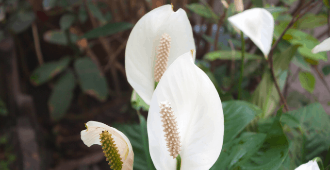 Peace Lily