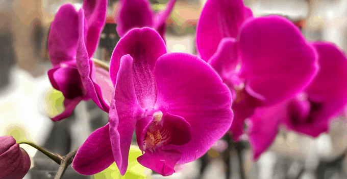 Moth Orchid