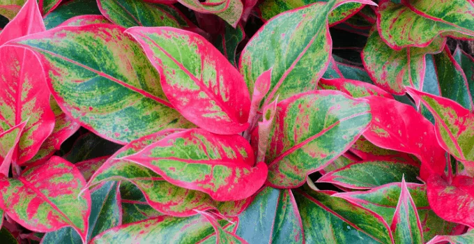 Chinese Evergreen