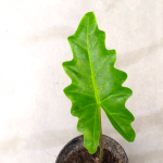Alocasia Boa Plant Care Guide