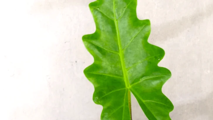 Alocasia Boa Care Tips That Actually Work