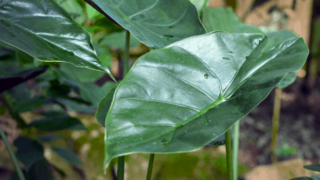 Alocasia Wentii Plant Care