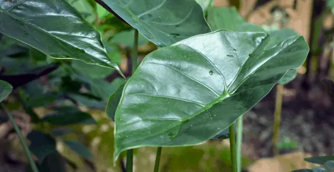 Alocasia Wentii Plant Care