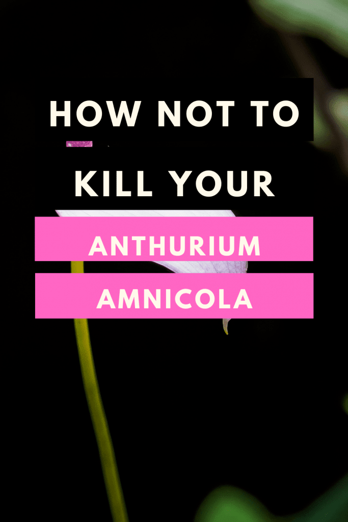 Anthurium Amnicola Care