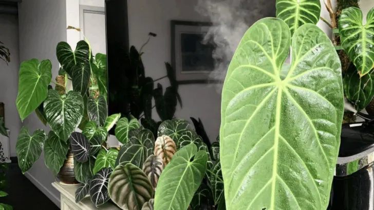 Anthurium Metallicum Care &ndash; Most Proven Tips