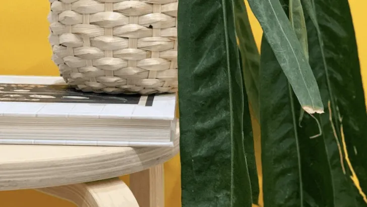 Anthurium Pallidiflorum Care &ndash; My Best Tips
