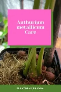 Anthurium metallicum Care