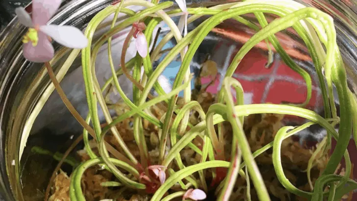Begonia Bogneri Care &ndash; #1 Plant Advice