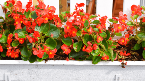 Begonia Cucullata Care: Here’s What You Need to Know