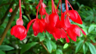 Begonia Foliosa Plant Care