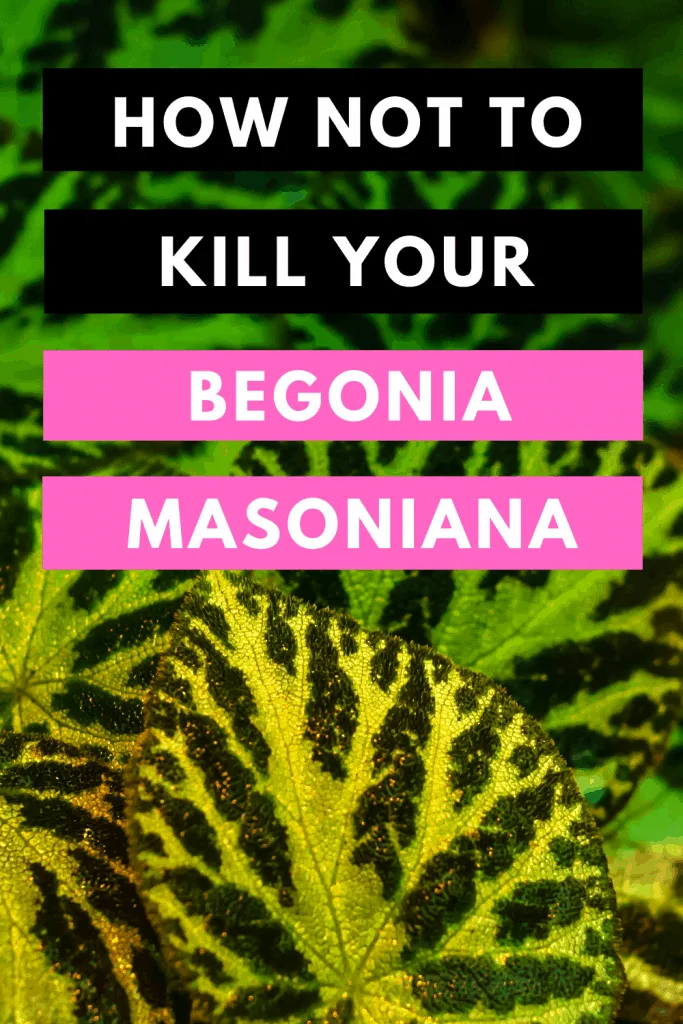 How not to Kill your Begonia Masoniana