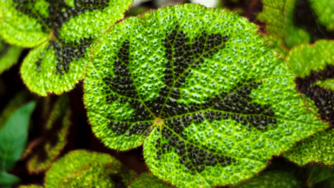Begonia Masoniana (Iron Cross Begonia) #1 Best Care Hacks