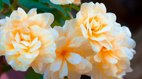 Begonia Odorata Care: Here’s What You Need to Know
