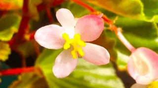 Begonia Sparreana Plant Care