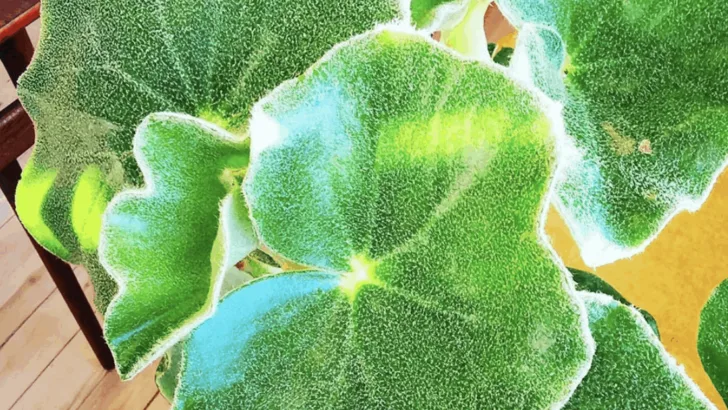 Begonia Venosa Care &ndash; Guide To Plant Success
