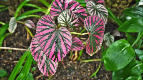 Begonia Brevirimosa Care &ndash; Things You Didn&rsquo;t Know