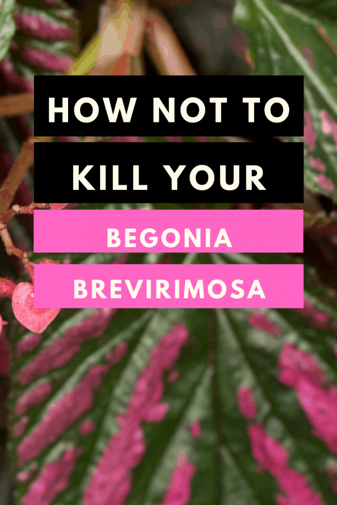 Begonia brevirimosa Care