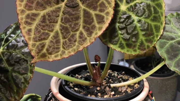 Begonia Goegoensis Care &ndash; Master Guide